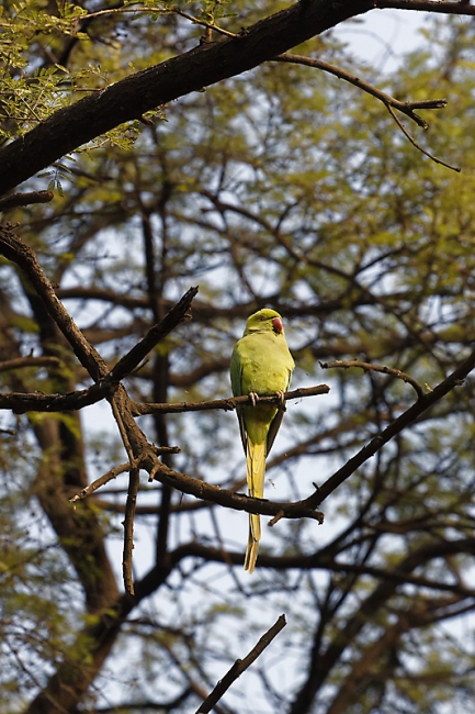 Keoladeo national park-114